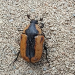 Chondropyga dorsalis (Cowboy beetle) at Kambah Pool - 28 Mar 2017 by Mike