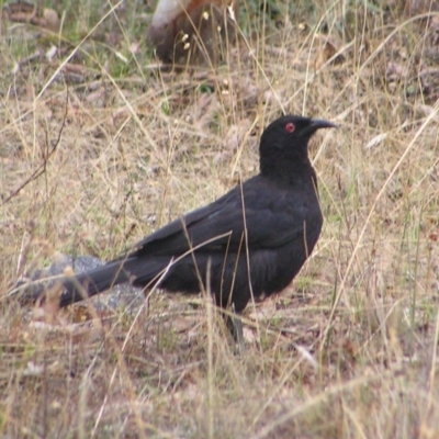 Corcorax melanorhamphos (White-winged Chough) at Mount Taylor - 28 Mar 2017 by MatthewFrawley