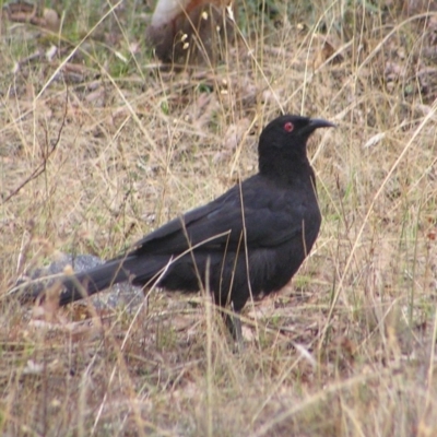 Corcorax melanorhamphos (White-winged Chough) at Kambah, ACT - 28 Mar 2017 by MatthewFrawley