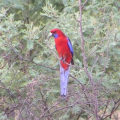 Platycercus elegans (Crimson Rosella) at Mount Taylor - 28 Mar 2017 by MatthewFrawley