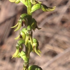 Corunastylis clivicola (Rufous midge orchid) at Burra, NSW - 28 Mar 2017 by Safarigirl