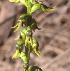 Corunastylis clivicola (Rufous midge orchid) at QPRC LGA - 28 Mar 2017 by Safarigirl