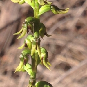 Corunastylis clivicola at Burra, NSW - suppressed