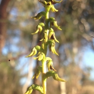Corunastylis clivicola at Burra, NSW - 28 Mar 2017