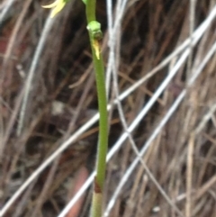 Corunastylis clivicola at Burra, NSW - suppressed