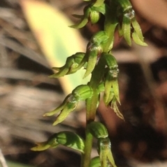 Corunastylis clivicola at Burra, NSW - suppressed