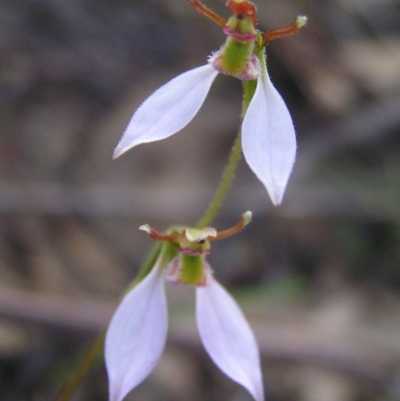 Eriochilus cucullatus (Parson's Bands) at Kambah, ACT - 28 Mar 2017 by MatthewFrawley