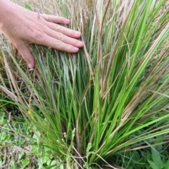 Cymbopogon refractus (Barbed-wire Grass) at QPRC LGA - 28 Mar 2017 by CCPK