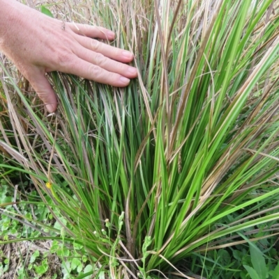 Cymbopogon refractus (Barbed-wire Grass) at Greenleigh, NSW - 28 Mar 2017 by CCPK