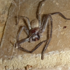 Delena cancerides (Social huntsman spider) at Lake Ginninderra - 10 Mar 2017 by JanetRussell