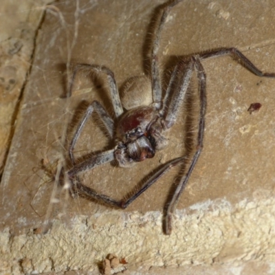 Delena cancerides (Social huntsman spider) at Belconnen, ACT - 10 Mar 2017 by JanetRussell