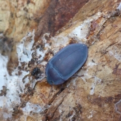 Pterohelaeus planus (Pie dish beetle) at Belconnen, ACT - 10 Mar 2017 by JanetRussell