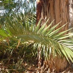 Phoenix canariensis at Belconnen, ACT - 11 Mar 2017