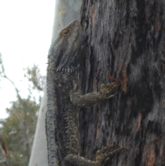 Pogona barbata (Eastern Bearded Dragon) at Bruce Ridge - 28 Oct 2016 by JanetRussell