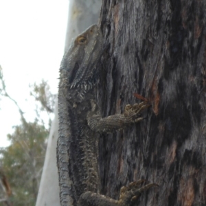 Pogona barbata at O'Connor, ACT - 29 Oct 2016