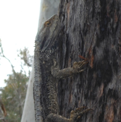 Pogona barbata (Eastern Bearded Dragon) at Point 5811 - 28 Oct 2016 by JanetRussell