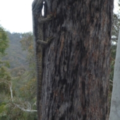 Pogona barbata at O'Connor, ACT - 29 Oct 2016