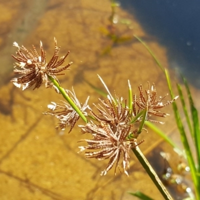 Cyperus lucidus (Leafy Flat Sedge) at Kambah Pool - 28 Mar 2017 by Mike