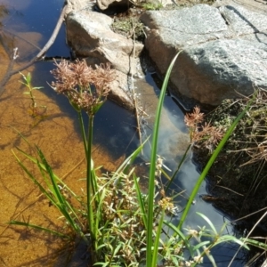 Cyperus lucidus at Kambah, ACT - 28 Mar 2017 12:01 PM