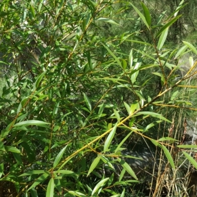 Salix sp. (A Willow) at Kambah, ACT - 28 Mar 2017 by Mike