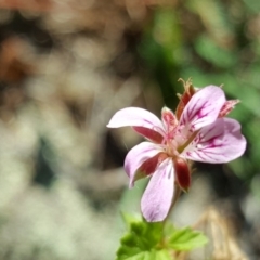 Pelargonium australe (Austral Stork's-bill) at Bullen Range - 26 Mar 2017 by Mike