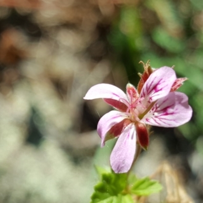 Pelargonium australe (Austral Stork's-bill) at Bullen Range - 26 Mar 2017 by Mike