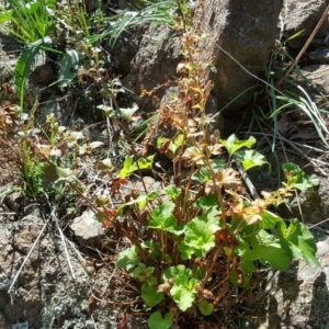 Pelargonium australe at Stromlo, ACT - 26 Mar 2017