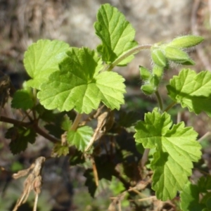 Pelargonium australe at Stromlo, ACT - 26 Mar 2017