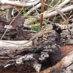 Amphibolurus muricatus (Jacky Lizard) at Mount Majura - 17 Mar 2017 by waltraud