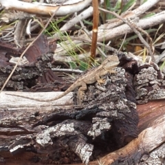 Amphibolurus muricatus (Jacky Lizard) at Watson, ACT - 17 Mar 2017 by waltraud