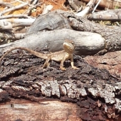 Amphibolurus muricatus at Watson, ACT - 17 Mar 2017