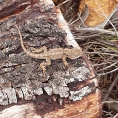 Amphibolurus muricatus at Watson, ACT - 17 Mar 2017 11:56 AM