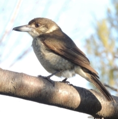 Cracticus torquatus (Grey Butcherbird) at Conder, ACT - 8 Aug 2016 by MichaelBedingfield