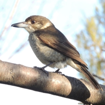 Cracticus torquatus (Grey Butcherbird) at Conder, ACT - 8 Aug 2016 by michaelb