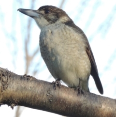 Cracticus torquatus at Conder, ACT - 8 Aug 2016