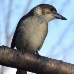 Cracticus torquatus at Conder, ACT - 8 Aug 2016