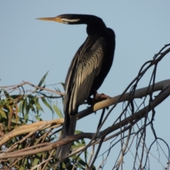 Anhinga novaehollandiae (Australasian Darter) at Bonython, ACT - 28 Mar 2015 by MichaelBedingfield