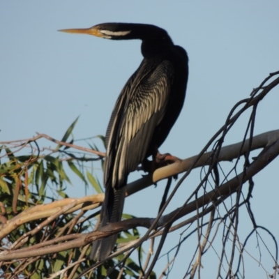 Anhinga novaehollandiae (Australasian Darter) at Bonython, ACT - 28 Mar 2015 by michaelb