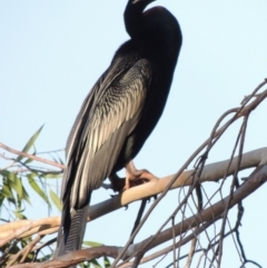 Anhinga novaehollandiae at Bonython, ACT - 28 Mar 2015