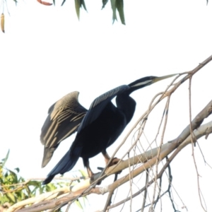 Anhinga novaehollandiae at Bonython, ACT - 28 Mar 2015