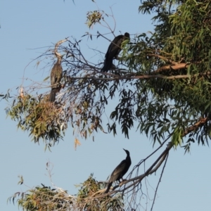 Anhinga novaehollandiae at Bonython, ACT - 28 Mar 2015