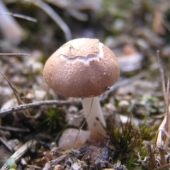 zz agaric (stem; gills white/cream) at Mount Taylor - 28 Mar 2017 by MatthewFrawley