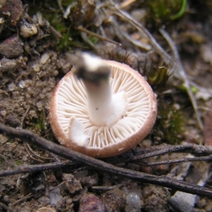 zz agaric (stem; gills white/cream) at Kambah, ACT - 28 Mar 2017