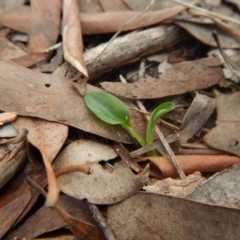 Pterostylis pedunculata (Maroonhood) at Cook, ACT - 28 Mar 2017 by CathB