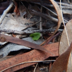 Pterostylis pedunculata at Cook, ACT - 28 Mar 2017