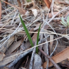 Thelymitra brevifolia (Short-leaf Sun Orchid) at Cook, ACT - 28 Mar 2017 by CathB