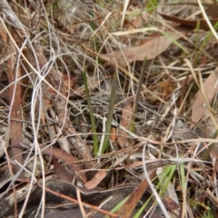 Calochilus platychilus (Purple Beard Orchid) at Cook, ACT - 27 Mar 2017 by CathB