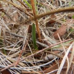 Calochilus platychilus at Cook, ACT - suppressed