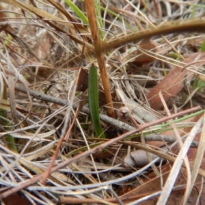 Calochilus platychilus at Cook, ACT - suppressed