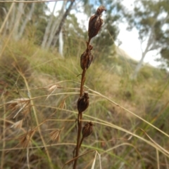 Calochilus platychilus at Cook, ACT - suppressed